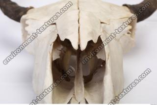 Photo Reference of Animal Skull